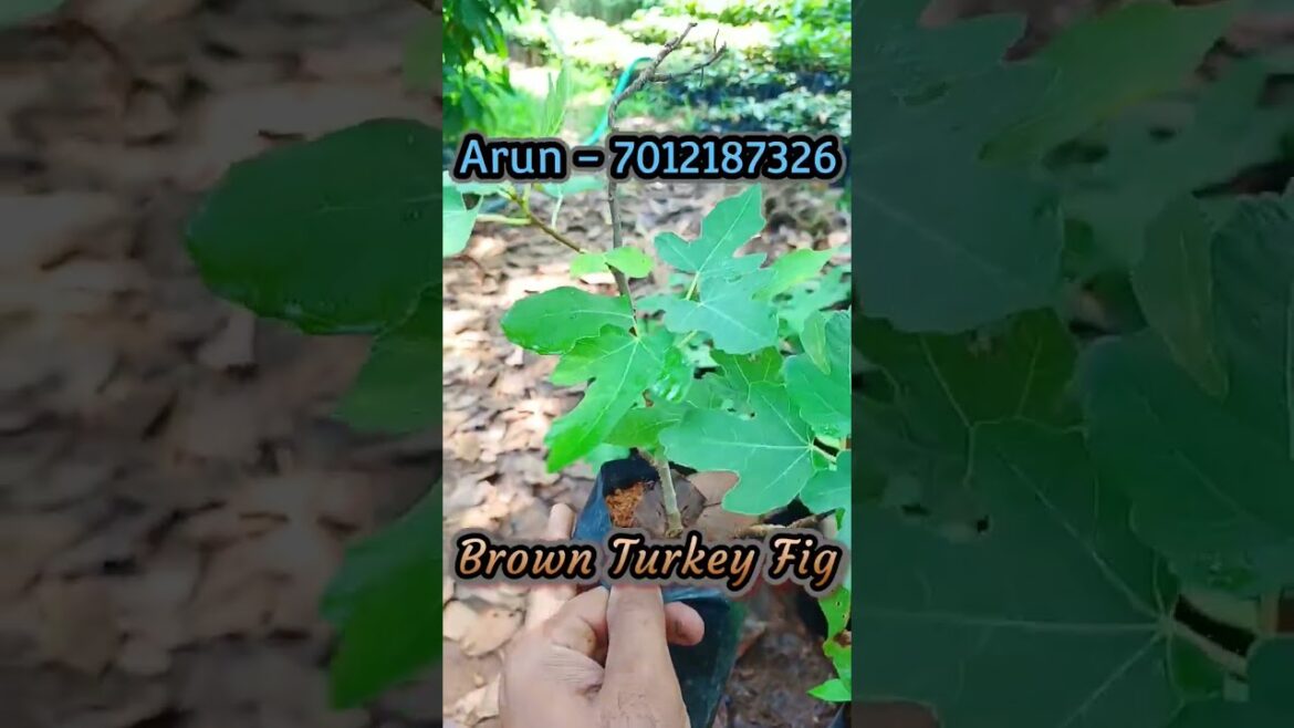 Brown Turkey Fig Layer Plant Trends Wheel #turkeyfig #fruitsplants #trendswheel