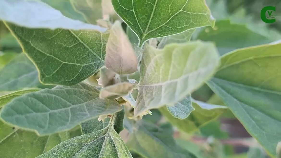 Il Farinello (Chenopodium album), un tesoro nascosto nel tuo orto. Erbe spontanee commestibili