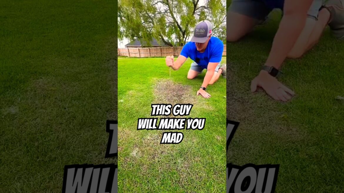 This Guy Transforms the World’s Messiest Lawn Like a Pro! 🤯 This Guy Transforms the World’s Messiest Lawn Like a Pro! 🤯