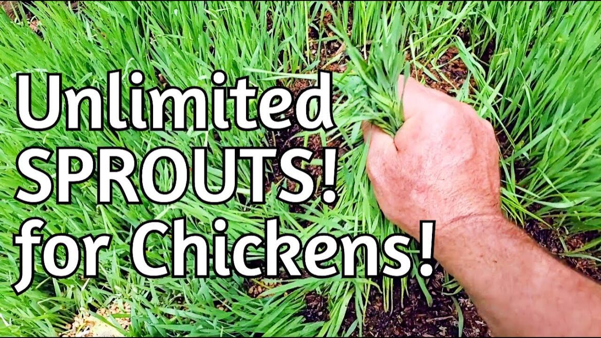 FREE Chicken Food!  Sprouts for Days... A number of ways