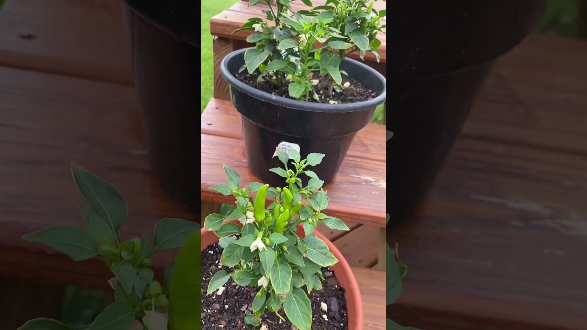 From a Raised/Container Garden to Canning From a Raised/Container Garden to Canning