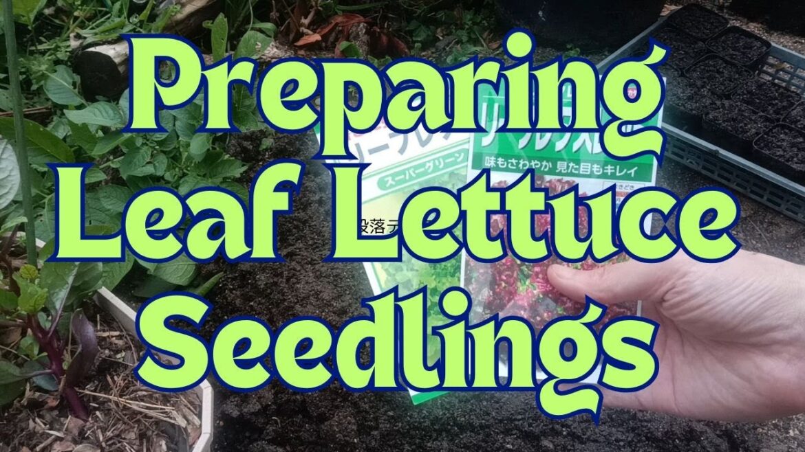 #8 Preparing leaf lettuce seedlings. [Vegetable Gardening] 2025/05/18