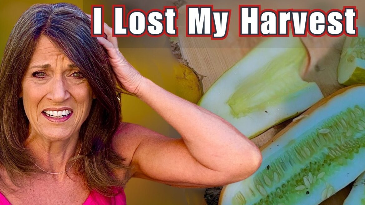 CaliKim: 5 Mistakes That Cost Me My Harvest: Learn From This 5 Mistakes That Cost Me My Harvest: Learn From This