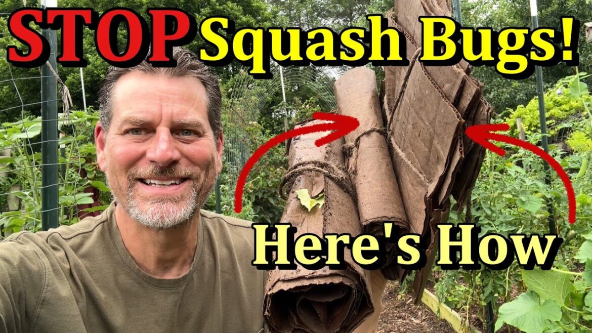 A DIY Organic Squash Bug Trap for Your Vegetable Garden (Save Your Squash & Zucchini from Pests!)
