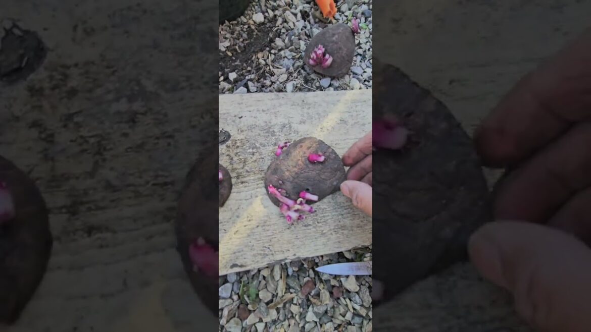 Tips how to plant potato at backyard garden #plants #nature