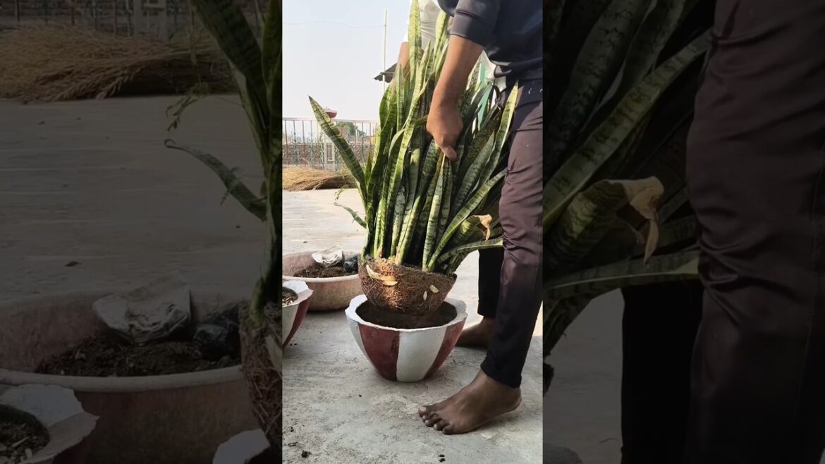 Mission Kochia 😃 #gardendesign #gardeningideas #plants #garden #shorts #shahbaag