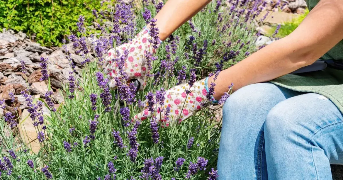 Gardeners growing lavender should do 1 thing weekly this summer Ipso logo