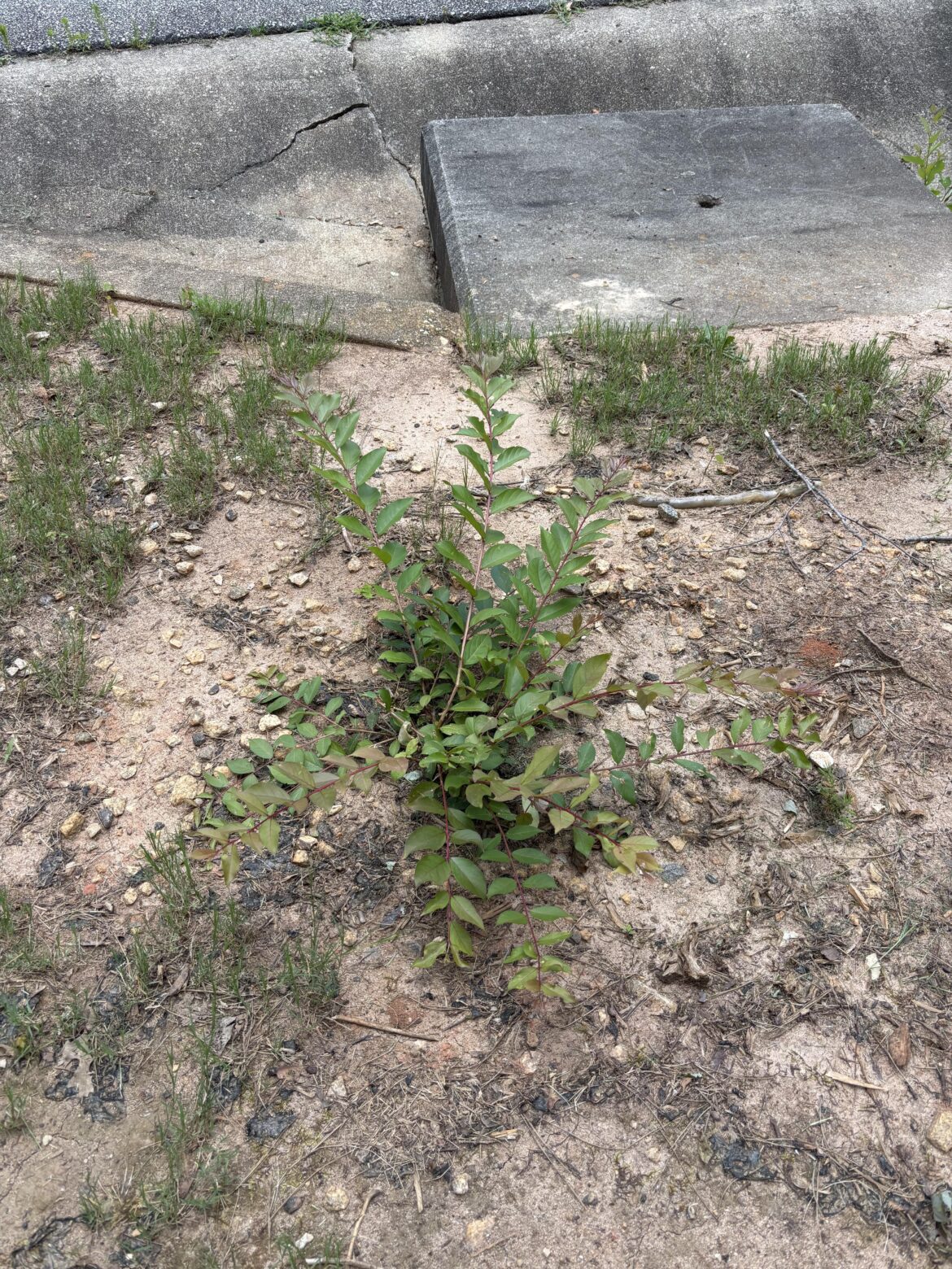 Crepe Myrtle or a weed? Crepe Myrtle or a weed?