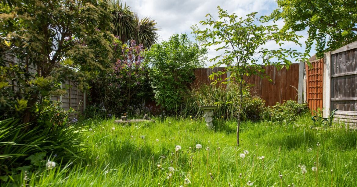 Gardeners urged to ‘leave mess’ in garden as little-known natural way to get rid of pests Ipso logo