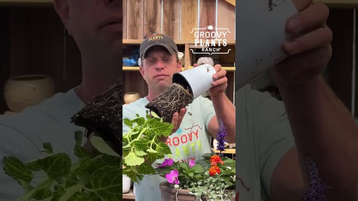 Best Soil for Container Gardening | What NOT to Use in Your Pots