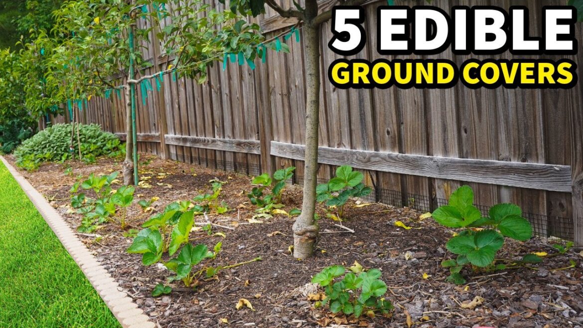 5 Edible Ground Covers That You Should Companion Plant NOW! 5 Edible Ground Covers That You Should Companion Plant NOW!