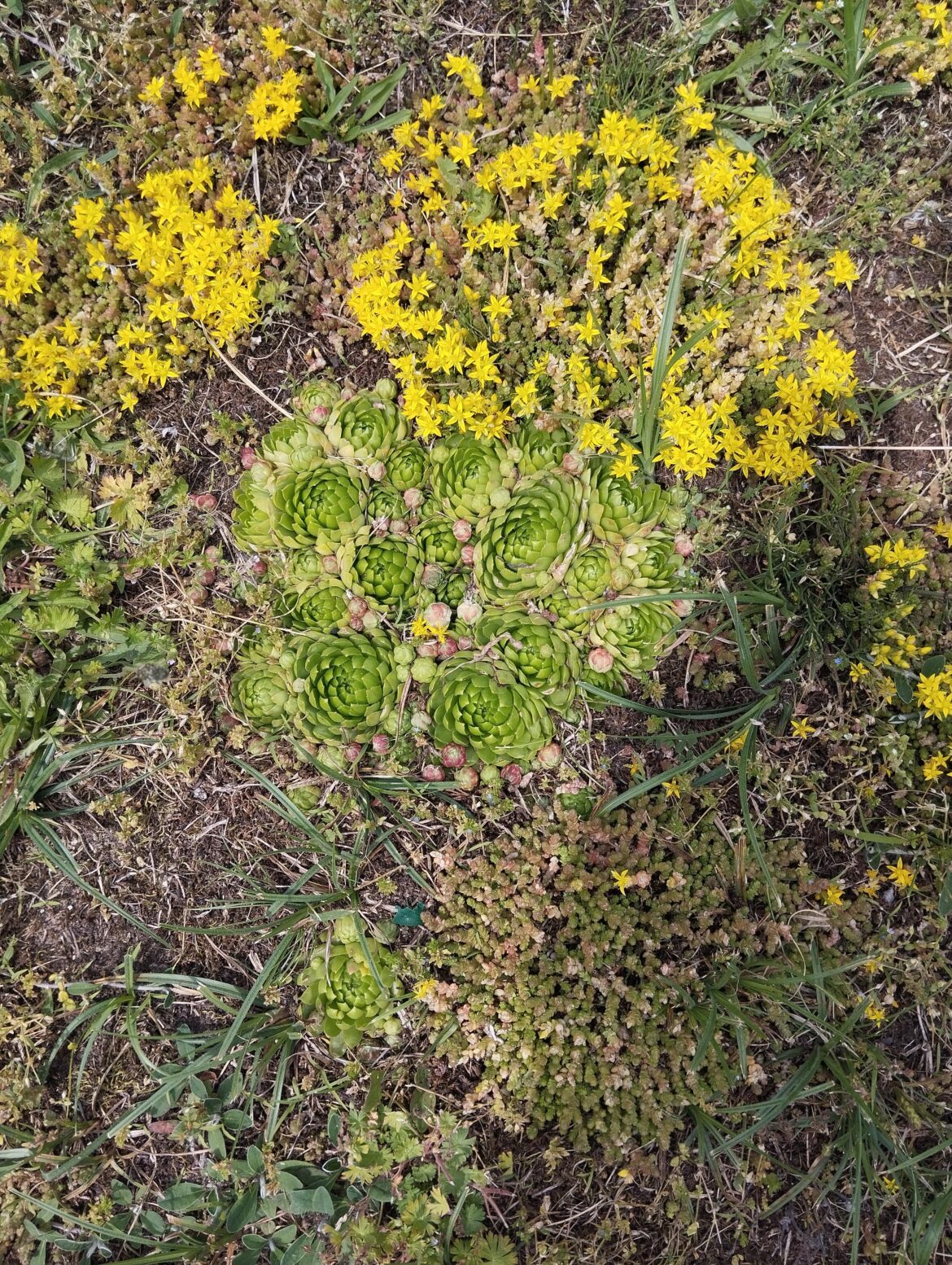 What is the plant in the middle of picture? It's on cemeteries around Poland-Belarus border. The green rose like shape, supposedly highly invasive
