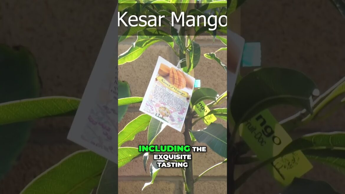 Mango Tree Varieties 🍋 Kesar, Alphonso, Dasheri & Malgoba – Which One's Your Favorite?
