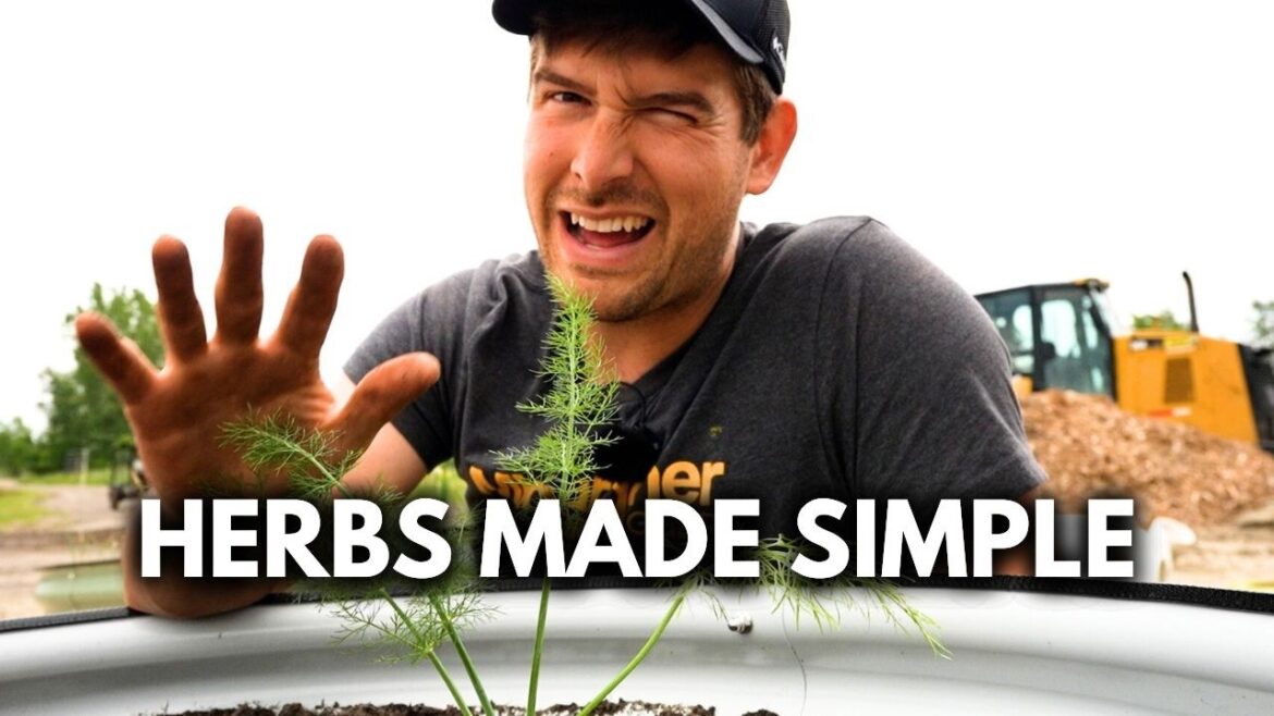 MIgardener: Grow These 3 EASY Herbs For an Effortless Herb Garden! Grow These 3 EASY Herbs For an Effortless Herb Garden!