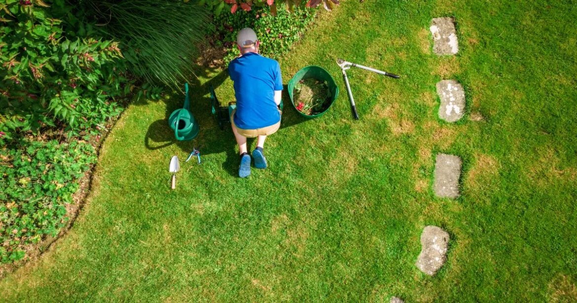 Gardeners urged to do one simple task this week to stop plants dying Ipso logo