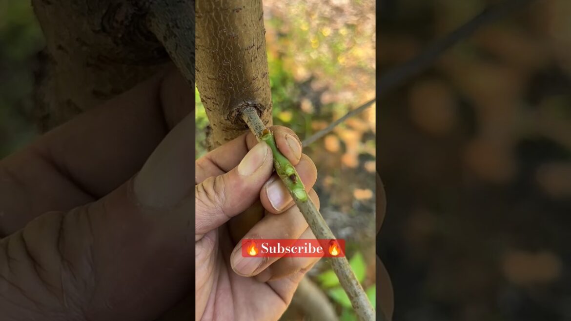 #airlayering #ihavethisthingwithplants #desigardening #gardenbirds #gardening #farming #homegarden