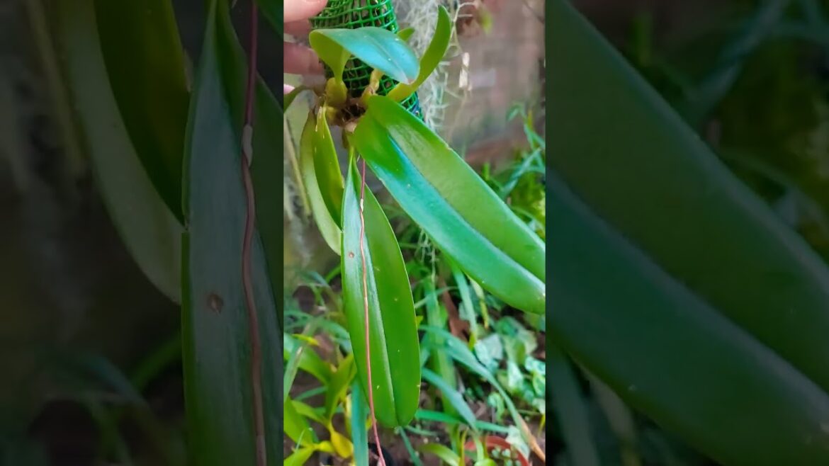 Bulbophylium  mastetsianum#shorts#reels#flowers#garden plans#plant lovers#orchid flowers#unique