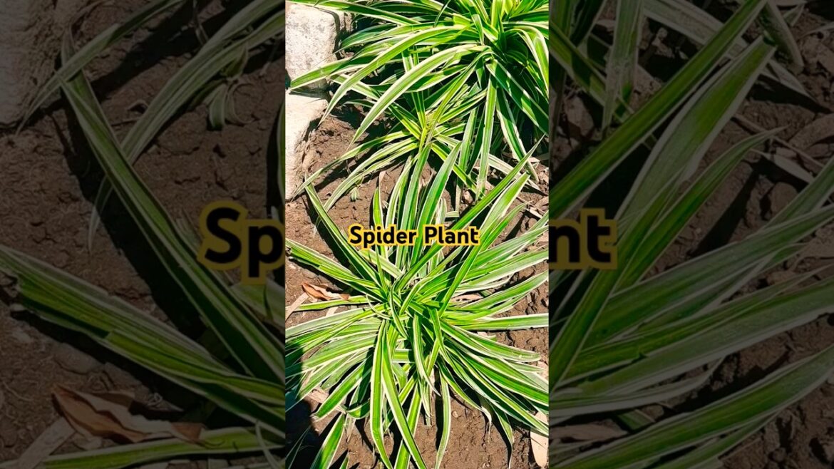 Best Air Purifier 😍🤔🪴👍 #trending #terracegardenindia #shortsfeed #spiderplant #garden