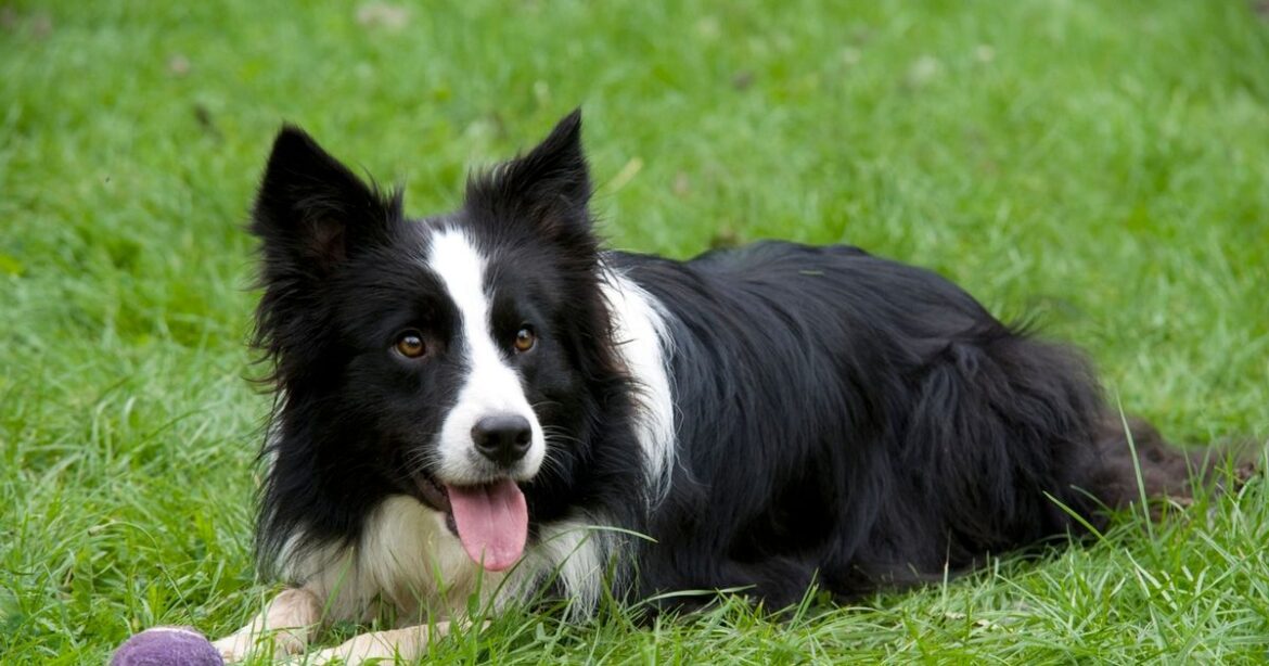 Dog friendly plants to get in your garden this Summer and two you need to avoid Ipso logo