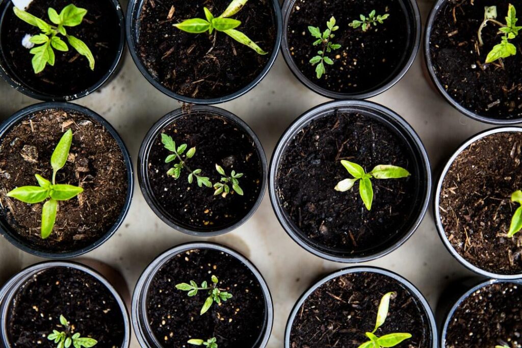 Quick Plant Care Survey for College Project Quick Plant Care Survey for College Project