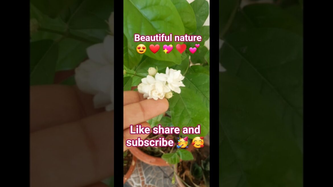 Enjoy beautiful nature #naturalgarden #gardening #flowers #plantslover #shorts #ytshorts #plants