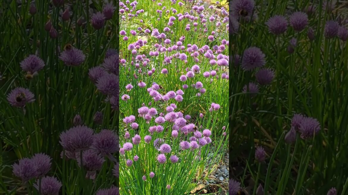 Beautiful edible flowers Chives #flowers #nature #naturelovers #garden #edibleflowers
