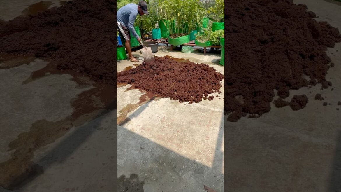 One Of The Most Essential Things Of Terrace Garden (CocoPeat) || #shorts #youtubeshorts #garden