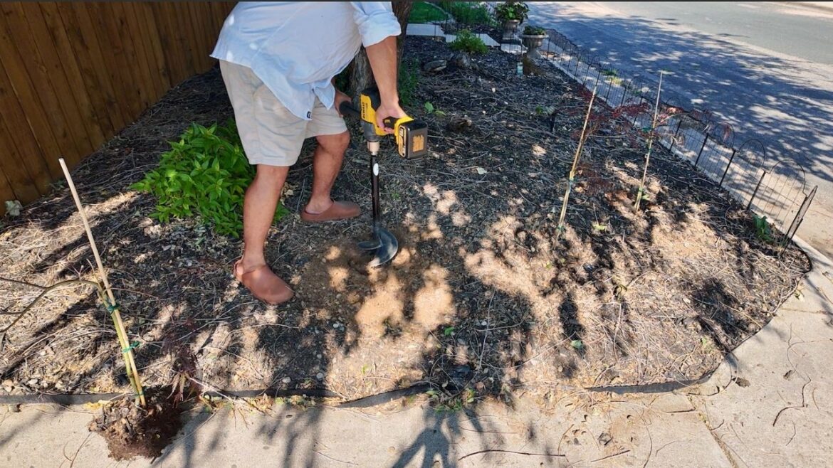 Planting Hosta for FULL SUN?!? & a Tamukeyama Japanese Maple Hedge Quick Lowe's Garden Center Visit