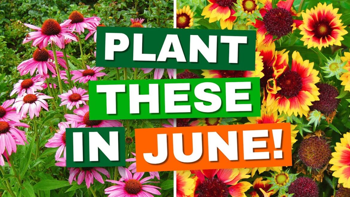 10 Perfect Perennials to Plant in June for Summer Blooms — Your Garden Will Thank You! 10 Perfect Perennials to Plant in June for Summer Blooms — Your Garden Will Thank You!