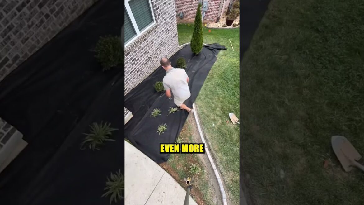 The Best Yard Transformation Ever π³ The Best Yard Transformation Ever π³