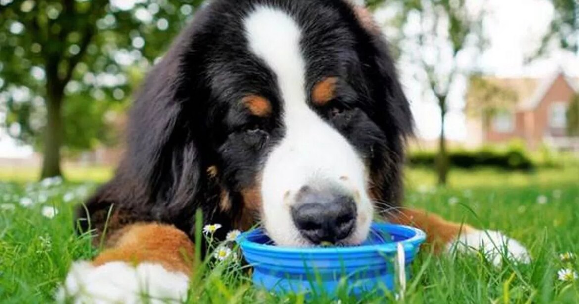 4 garden items that could be fatal to your dog this summer Ipso logo