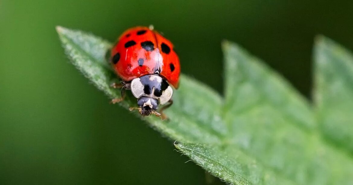 Gardeners issued urgent ‘do not’ warning if they see ladybirds on plants Ipso logo