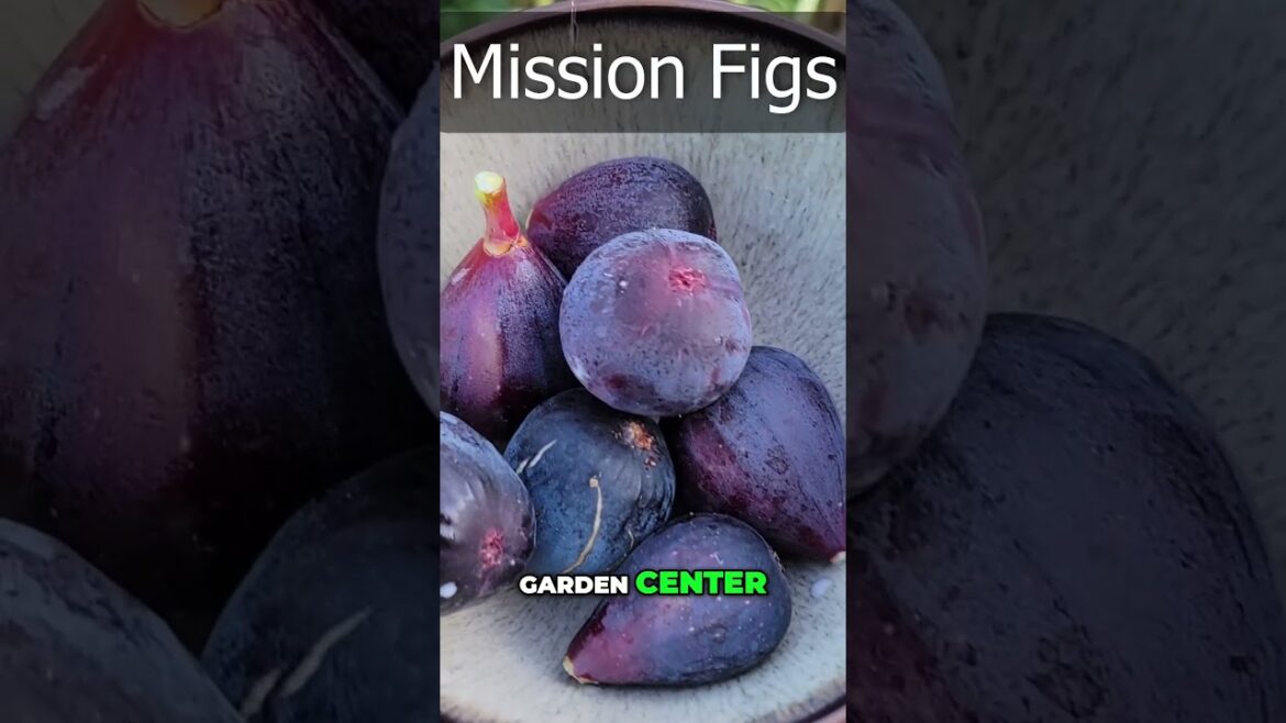 Mission Fig – The BEST Fig Variety for Your Garden! 🍈 Sweet, Hardy & Delicious!