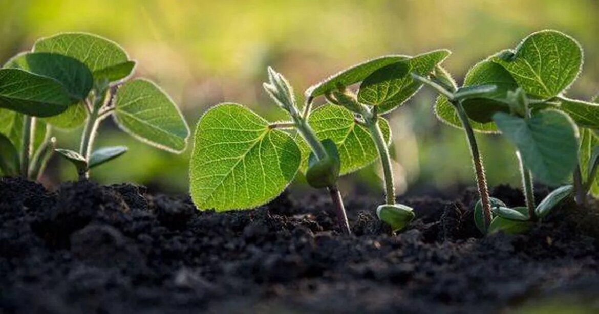 Gardener shares five things you can grow if you don’t have much space Ipso logo