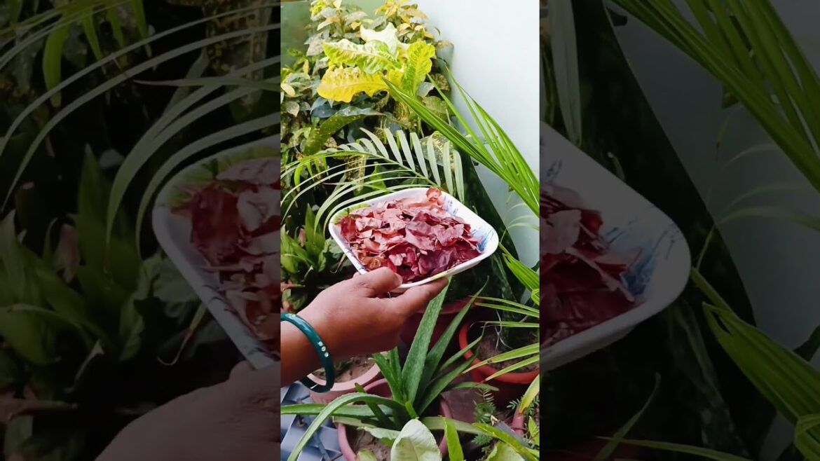 Homemade NPK Fertilizer for plants🌱#garden#plants#diy#gardening#yt#homemade#fertilizer#shorts#feed Homemade NPK Fertilizer for plants🌱#garden#plants#diy#gardening#yt#homemade#fertilizer#shorts#feed