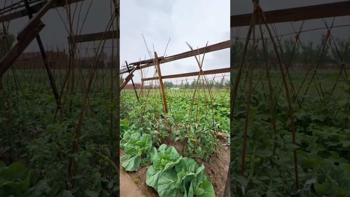 A fulfilling day, looking forward to tomorrow’s sunshine illuminating the vegetable garden again. A fulfilling day, looking forward to tomorrow's sunshine illuminating the vegetable garden again.