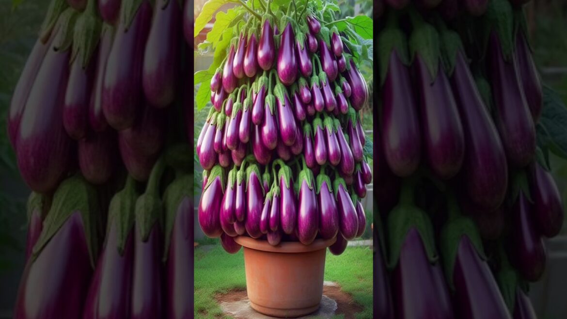 Easy and fast Method for Planting to Harvest more Eggplant #farming #satisfying #shorts