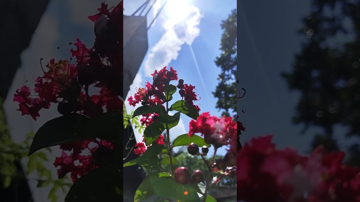 Blooming BEAUTIFUL Garden Flowers ||