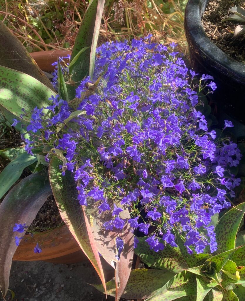 Tom Karwin, On Gardening | Current garden projects — a year later – Santa Cruz Sentinel Tom Karwin, On Gardening | Current garden projects — a year later – Santa Cruz Sentinel