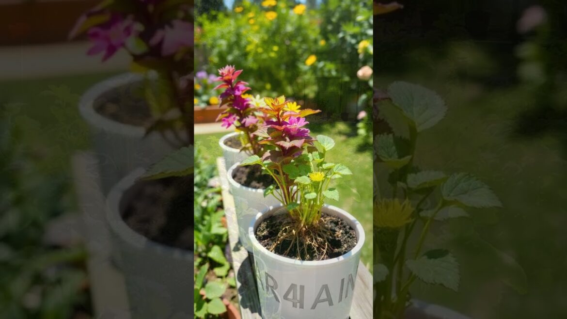 The Wonders of Air Pruning in Container Gardening The Wonders of Air Pruning in Container Gardening