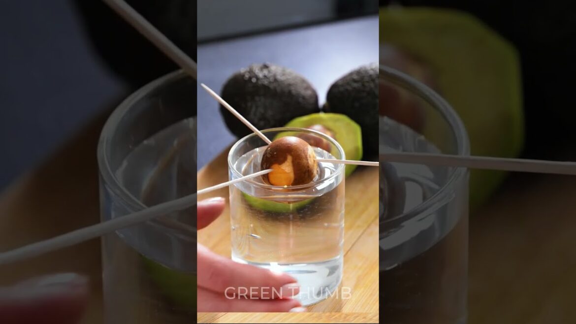 🌿 Level Up Your Green Thumb: Expert Gardening Hacks Revealed