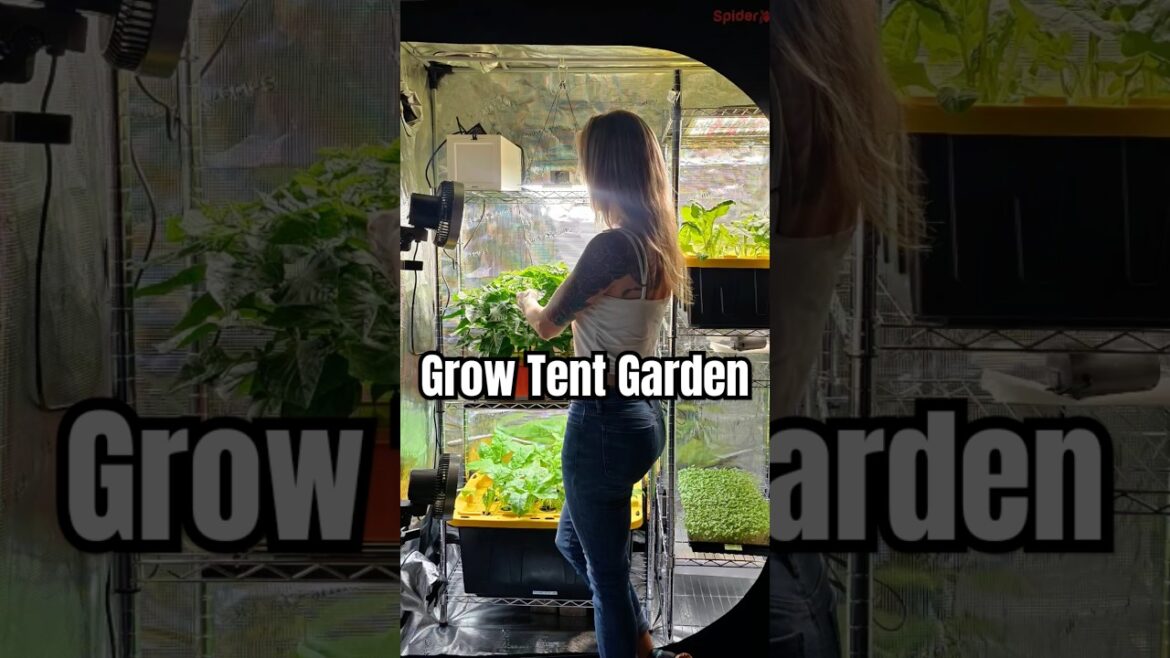 Container Gardening Indoors | Hydroponic Habaneros & Swiss Chard in a Grow Tent