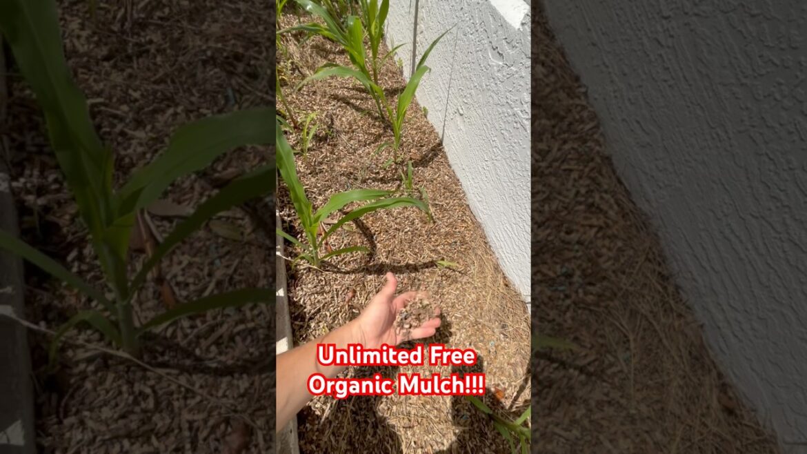 Unlimited Supply of Free Organic Mulch #organic #gardening #garden Unlimited Supply of Free Organic Mulch #organic #gardening #garden