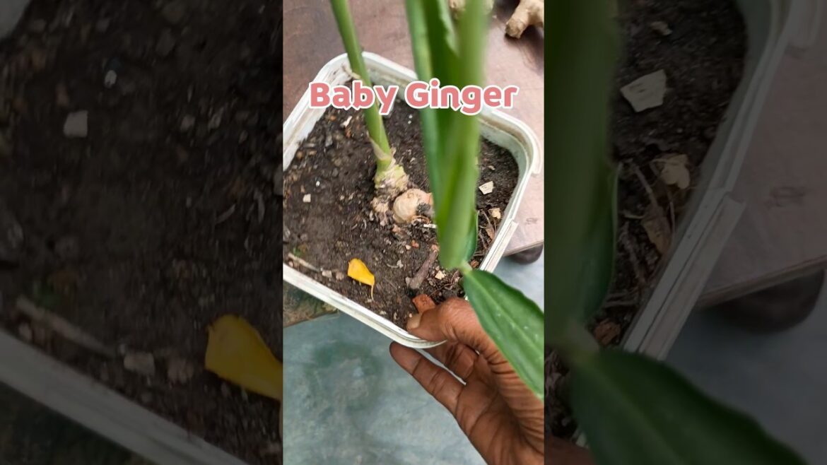 Ginger: Easiest method to grow from store-bought ginger #containergardening #music #shorts