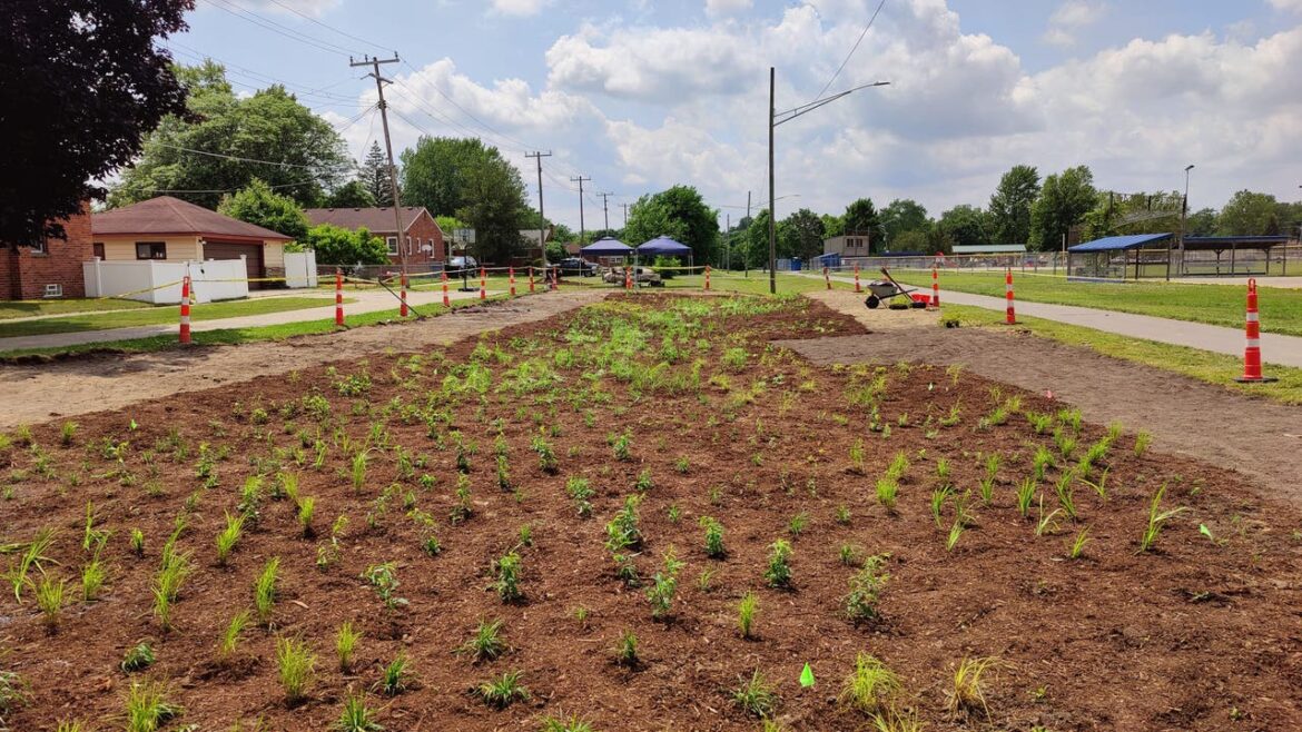 Redford Township's new rain garden will prevent flooding, soak up gallons of stormwater