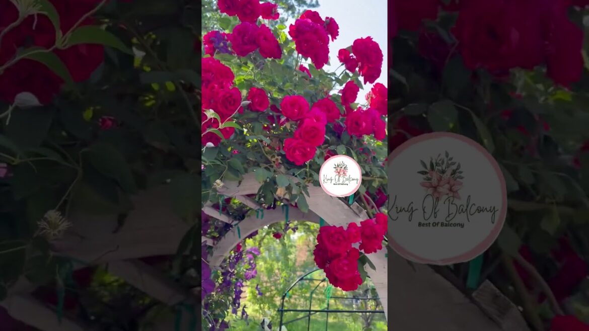 How I Turned My Garden into a Peaceful Green Paradise 🌿🌼 | Planting & Design Tips