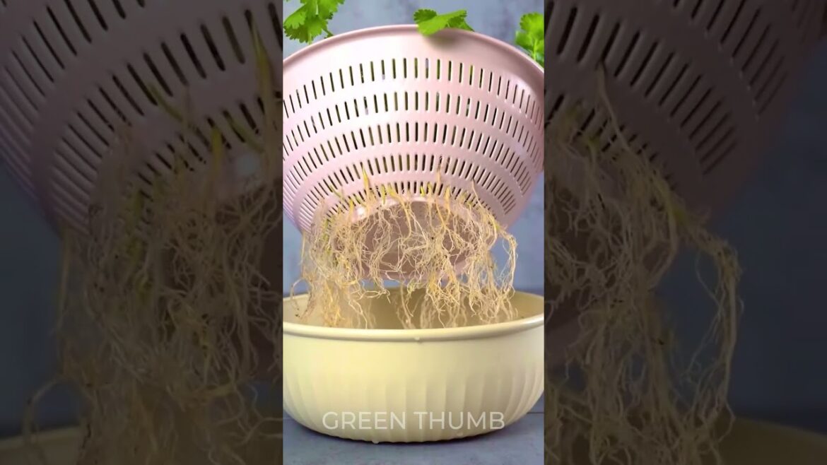 Unexpected Uses for Household Items in Gardening