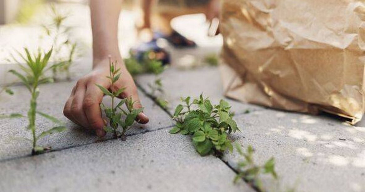Patio weeds disappear if you use 40p staple gardeners claim ‘shrivels them up’ Ipso logo