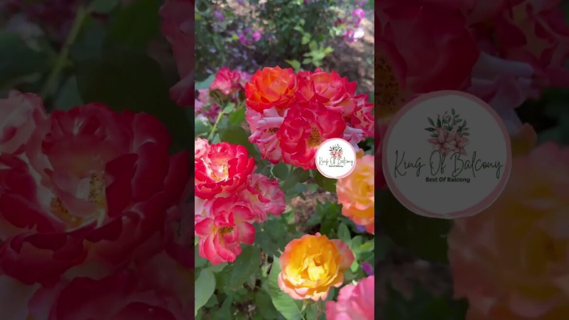 How I Grow Blooming Roses All Year Round 🌹 | Secrets to Healthy, Vibrant Flowers