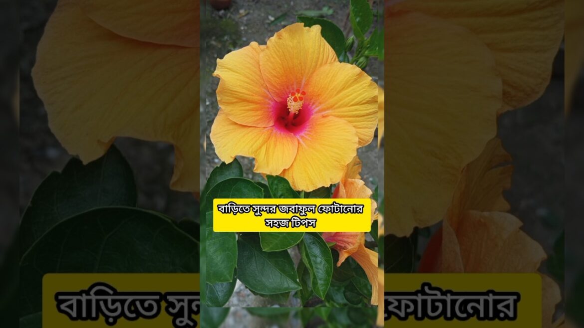বাড়িতে সুন্দর জবাফুল ফোটানোর সহজ টিপস #hibiscus #shorts #shortvideo বাড়িতে সুন্দর জবাফুল ফোটানোর সহজ টিপস #hibiscus #shorts #shortvideo